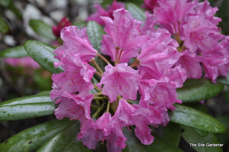 Rhododendron Haaga