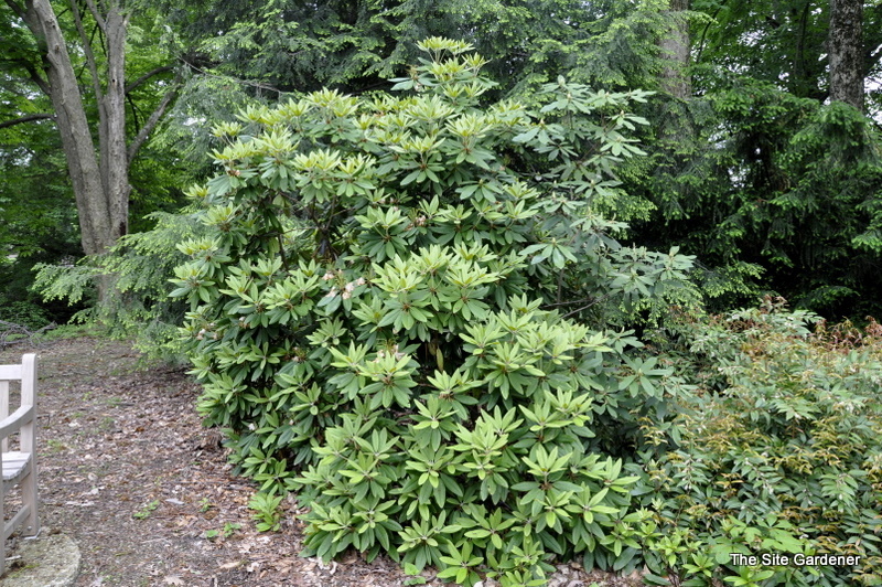 Rhododendron Hypermax — photo 1