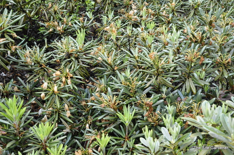 Rhododendron Hyperythrum