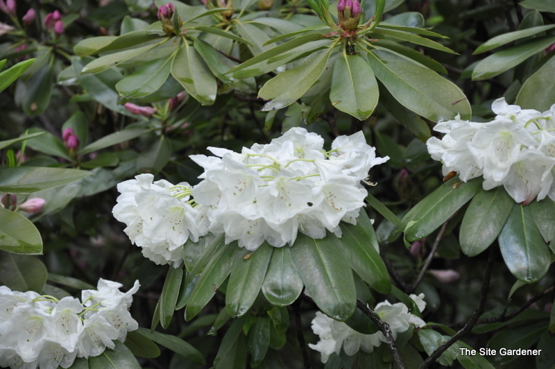 Rhododendron Ivory Tower