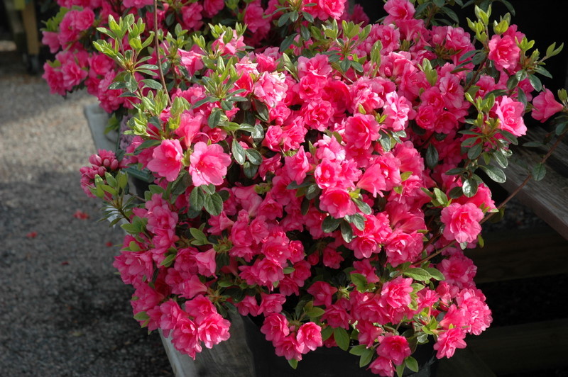 Azalea 'Kimberly's Double Pink' — photo 1