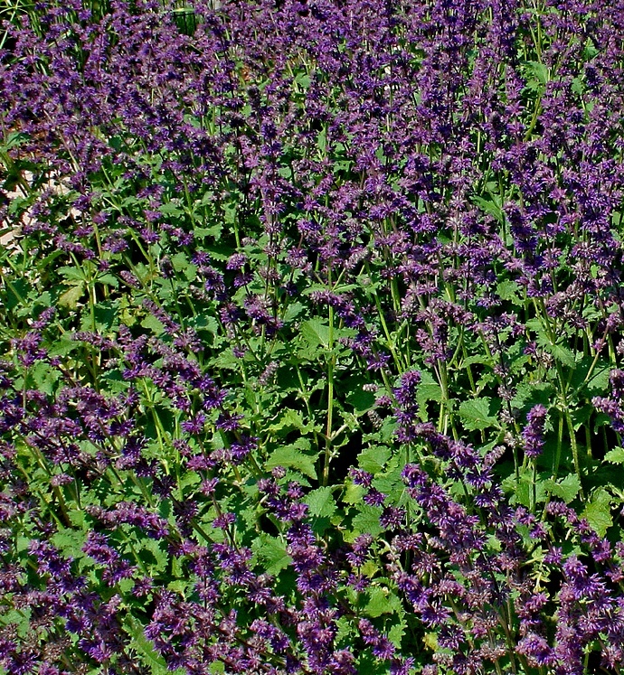Salvia Verticulata 'Purple Rain'
