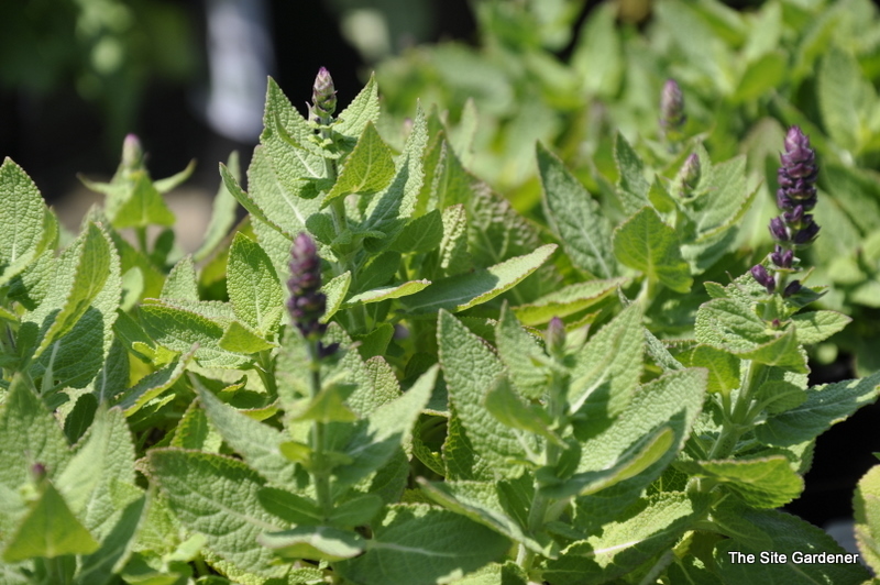 Salvia Nemerosa 'Sensation Rose'
