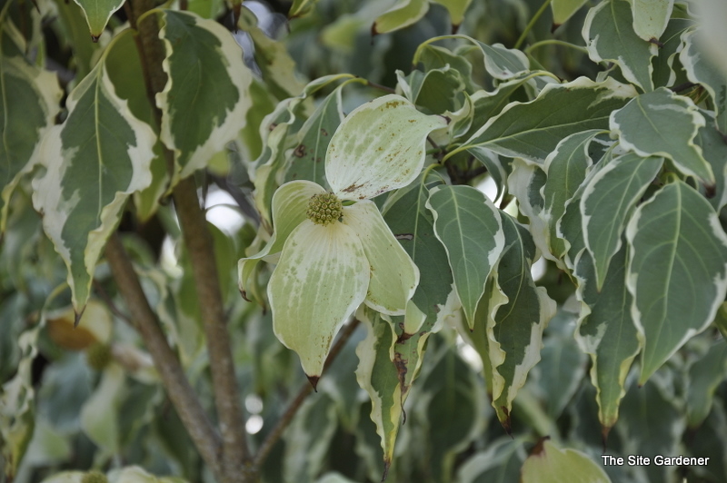 Samaritan Dogwood