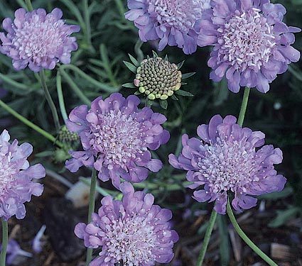 Scabiosa Columbaria 'Butterfly Blue'