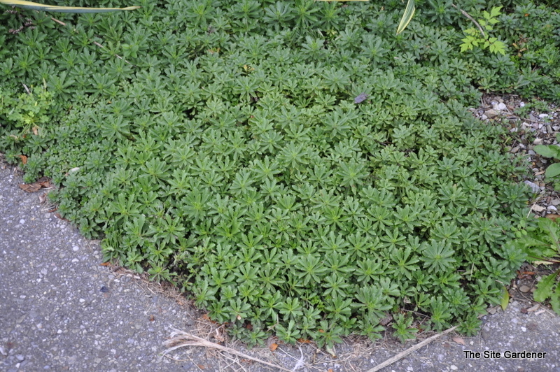 Sedum Kamtschaticum — photo 1