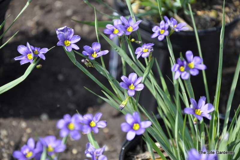 Sisyrinchium Angustifolium 'Lucerne'