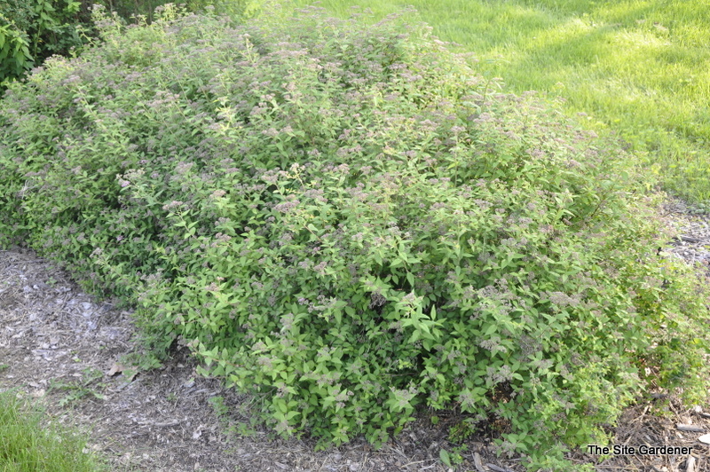Spirea Crimson Glory