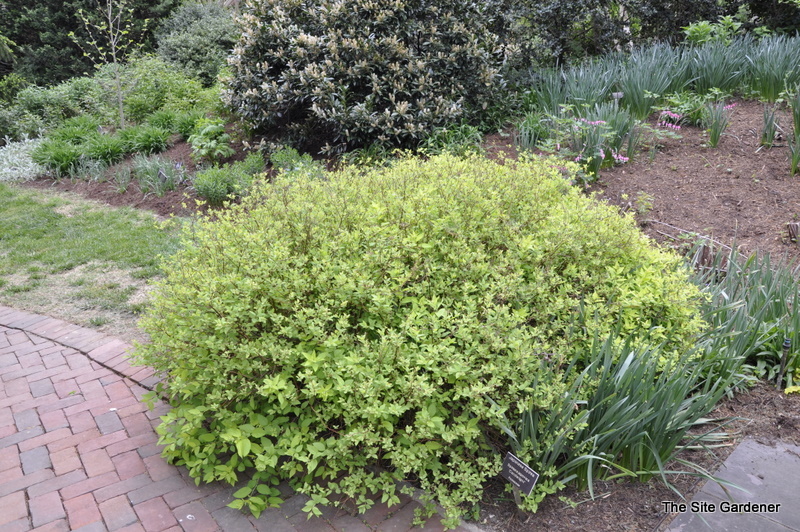 Spirea Candlelight