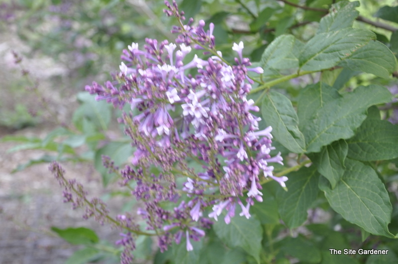Syringa Donald Wyman