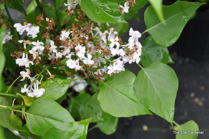 Syringa Evangeline
