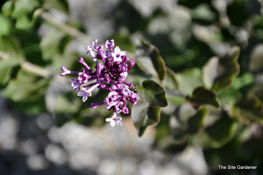 Syringa Boomerang Purple