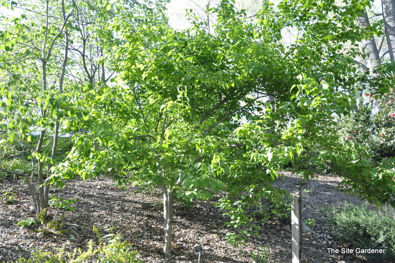 Syringa Reticulata Mandshurica
