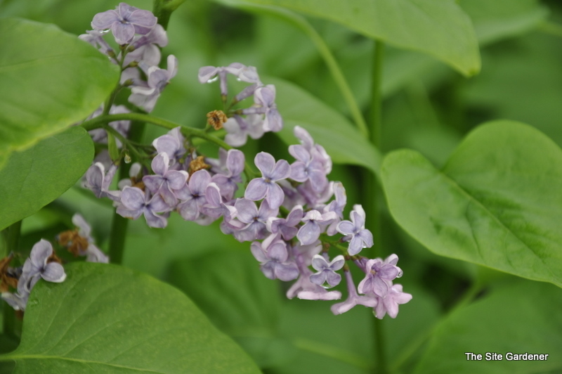 Syringa Agincourt Beauty