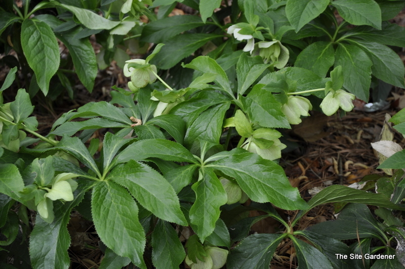 White Spotted Lady Lenten Rose