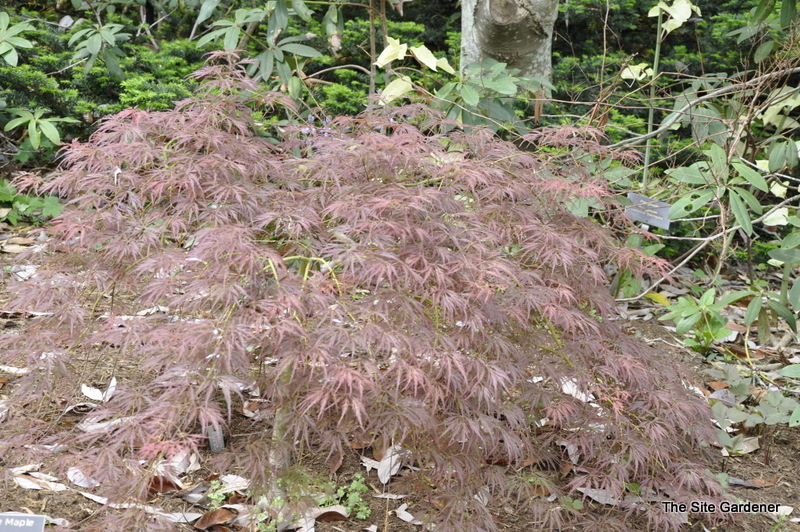 Acer Palmatum Julian Pendula — photo 1