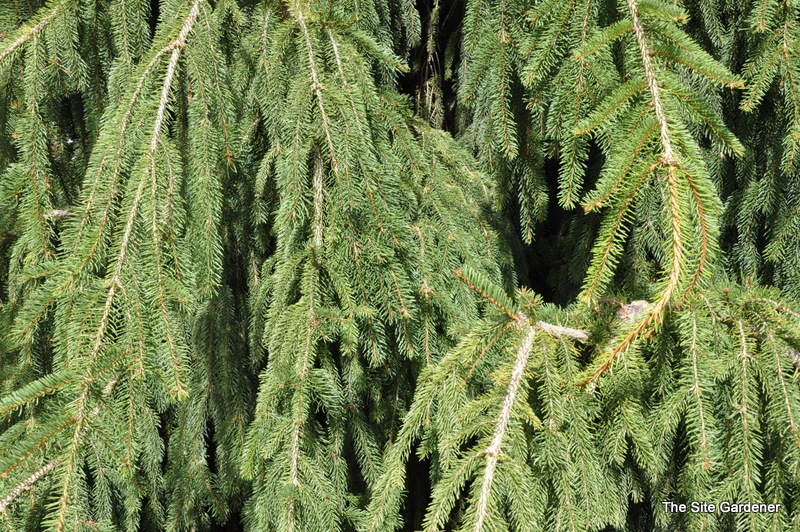 Picea Abies Aarburg