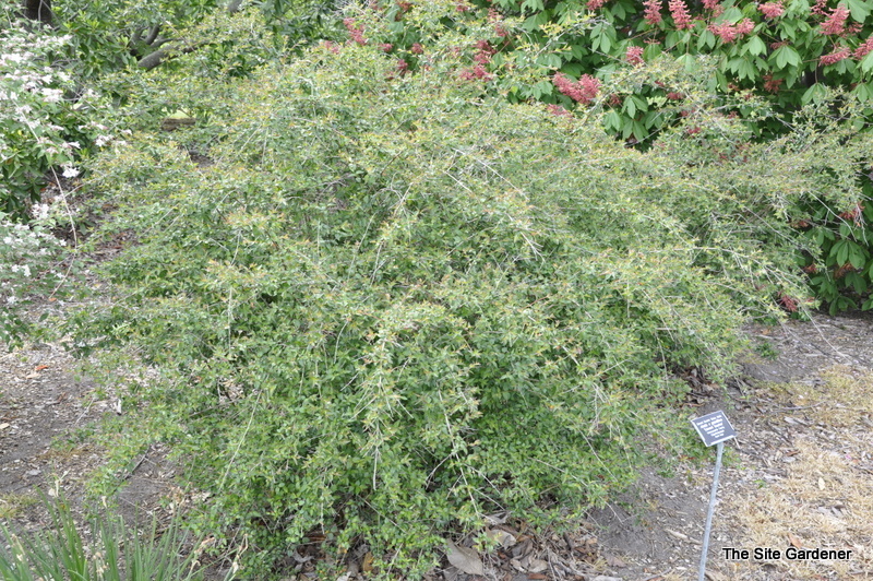 Abelia grandiflora 'Edward Goucher