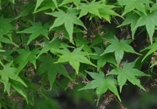 Acer Palmatum 'Aureo-variegatum' — photo 1