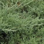 Juniperus Chinensis 'Pfitzeriana Kallay Compact' — photo 1