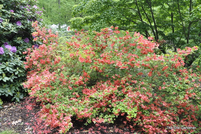 Rhododendron Aladdin — photo 1