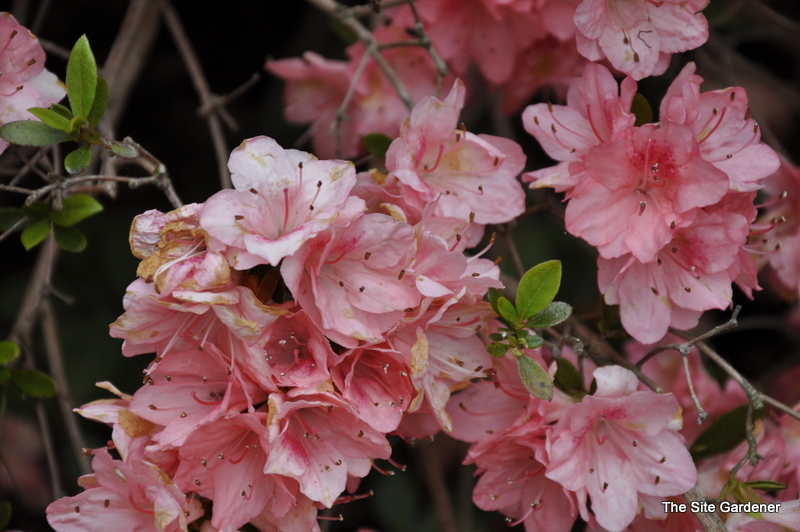Azalea Glory — photo 1