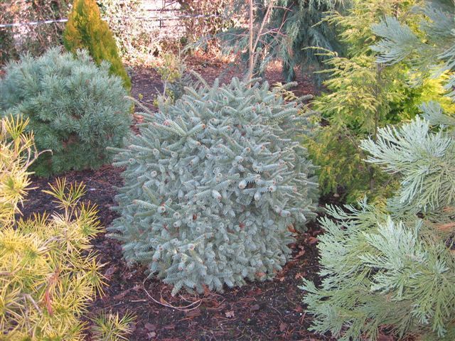 Abies Ponsapo 'Horstmann nana' — photo 1