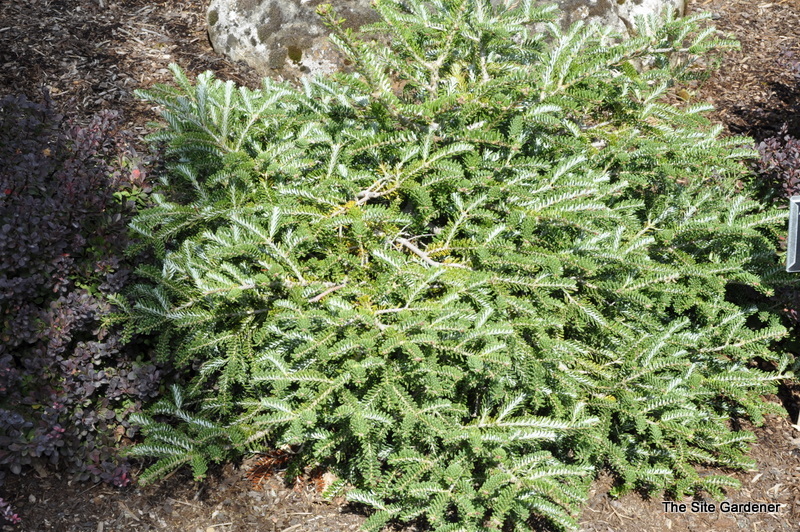 Abies Koreana 'Piccolo' — photo 1