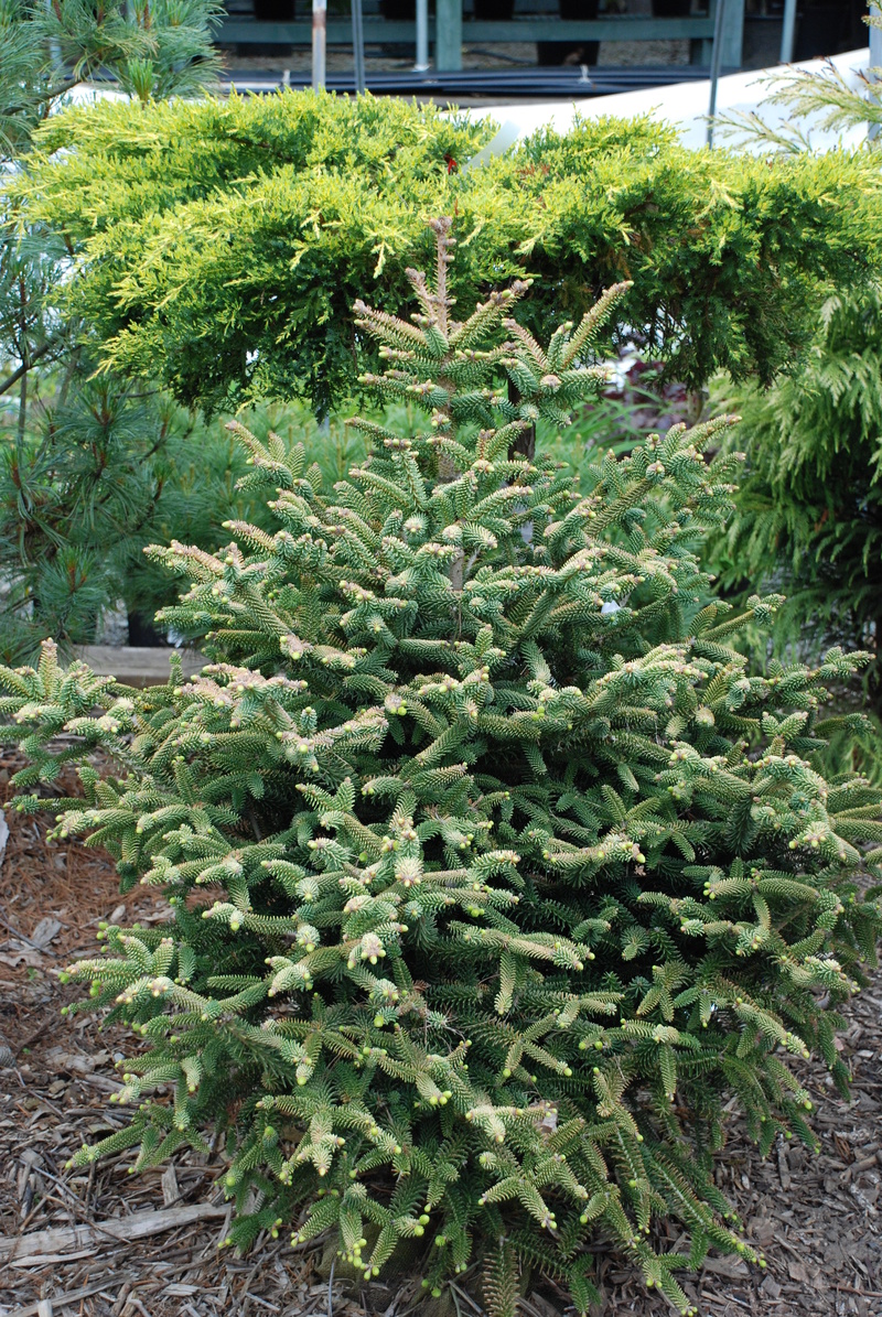 Abies Pinsapo — photo 1
