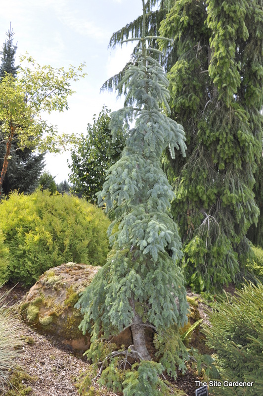 Abies Procera 'Lagraciosa' — photo 1