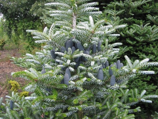 Abies Koreana 'Silvercurls' — photo 1
