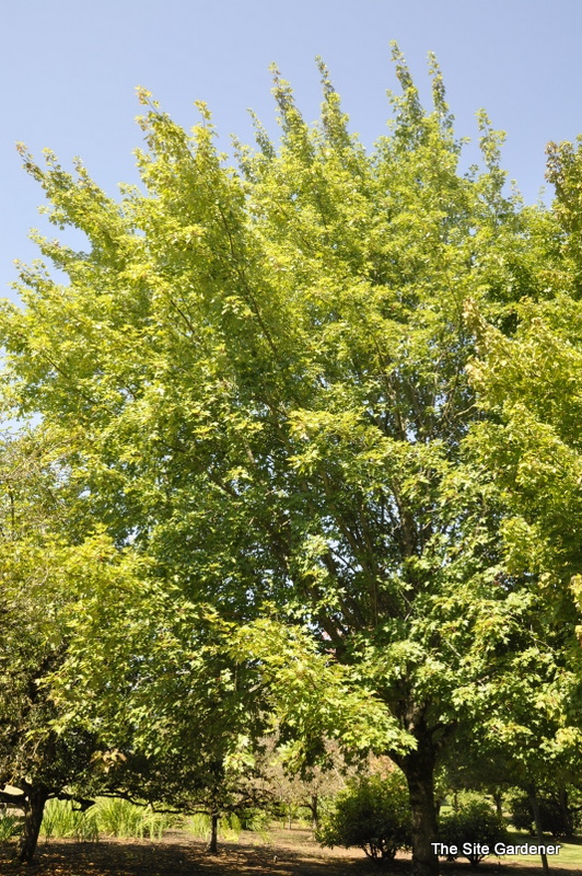 Acer x Freemanii 'Autumn Fantasy' — photo 1