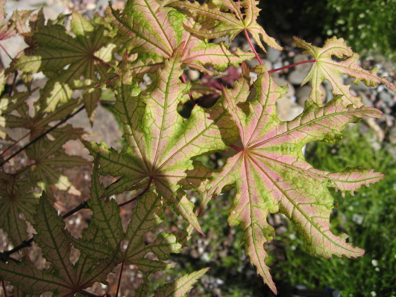Acer Palmatum 'Aka Shigitatsau' — photo 1