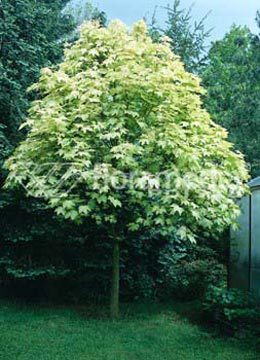 Acer Brillantissimum — photo 1