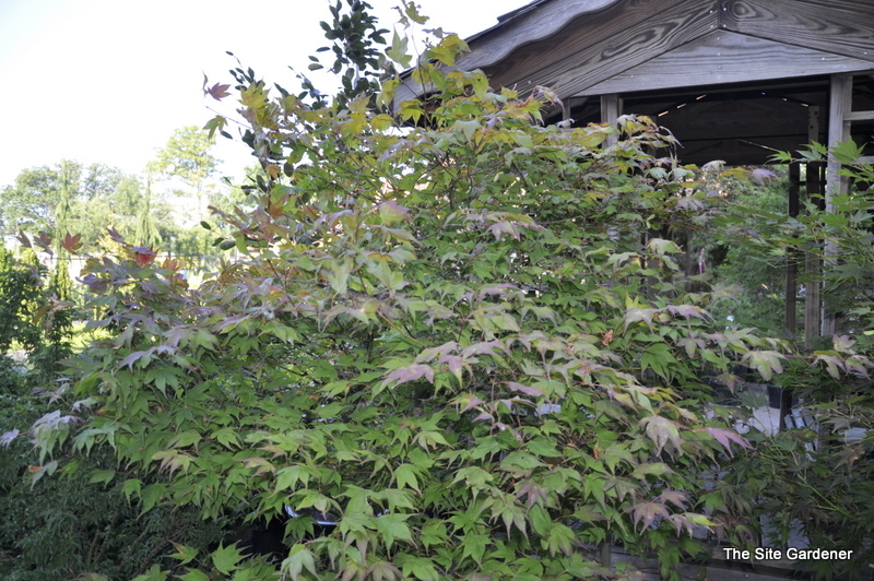 Acer Palmatum 'Tsuma Gaki' — photo 1