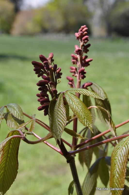 Aesculis Humilis Red — photo 1