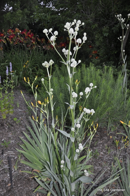 Agastache 'Blue Fortune' — photo 1