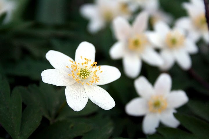Anemone Sylvestris — photo 1