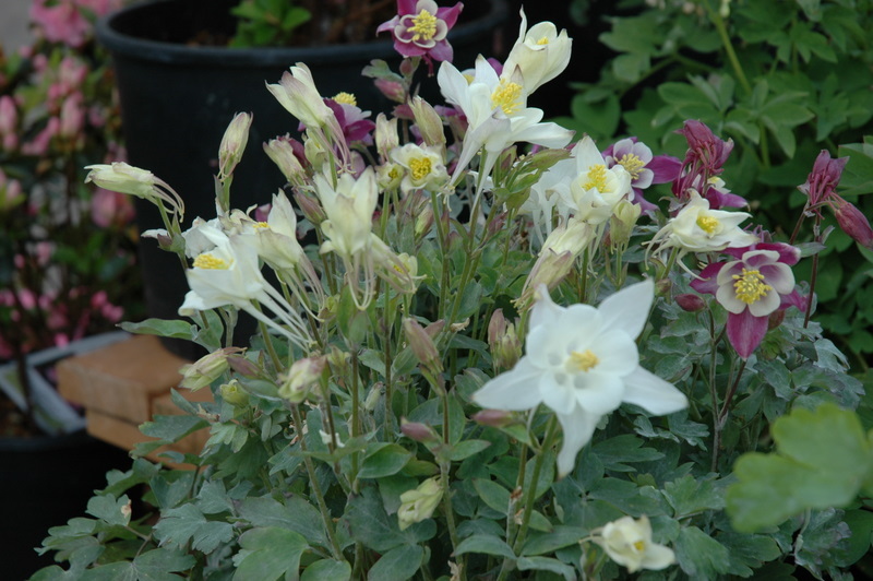 Aquilegia 'McKana Giant Hybrids' — photo 1