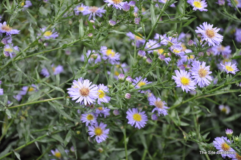 Aster 'Wood's Blue' — photo 1