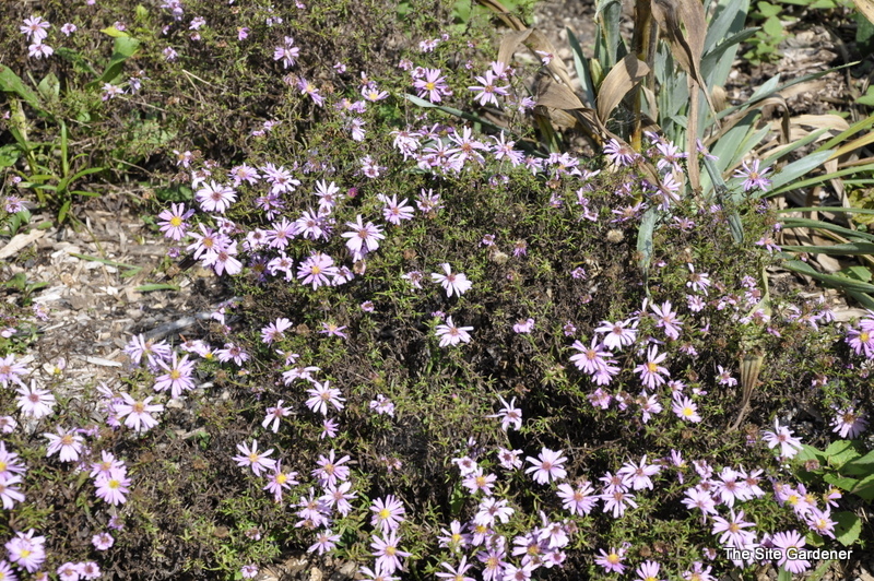 Aster 'Wood's Pink' — photo 1