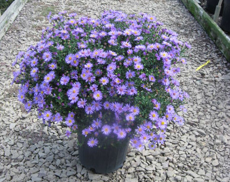Aster 'Wood's Purple' — photo 1
