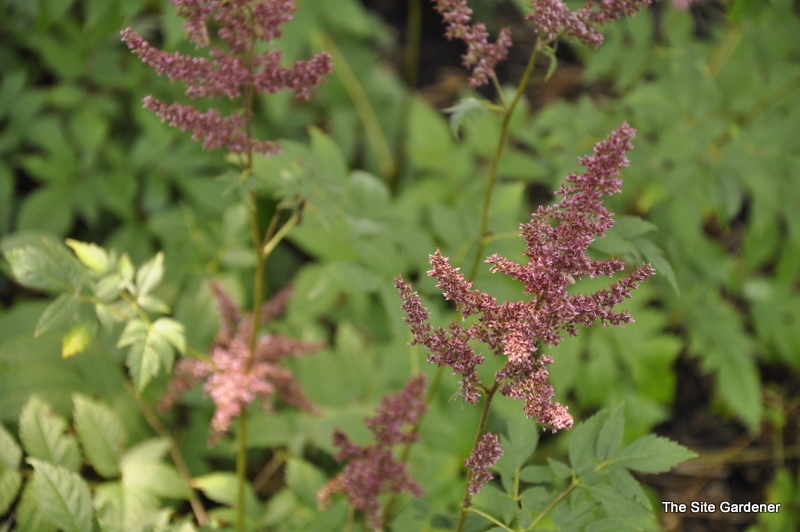 Astilbe 'Montgomery' — photo 1