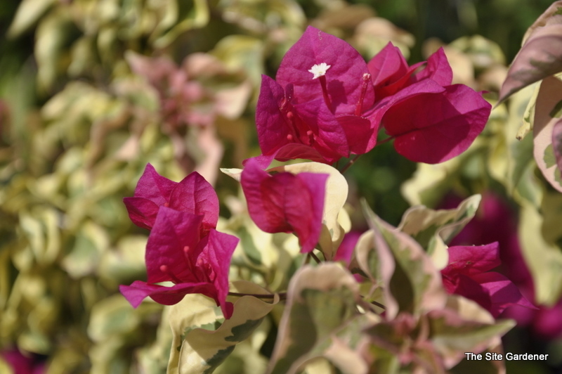 Bougainvillea Buttiana — photo 1