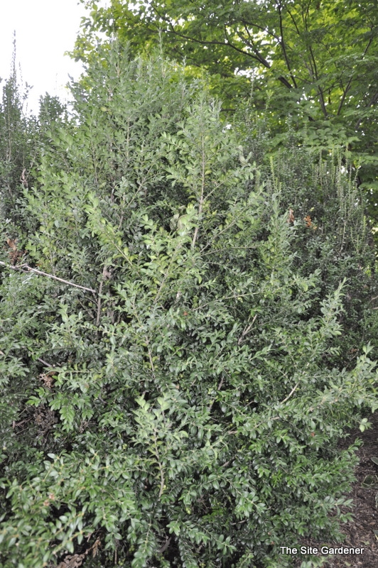 Buxus Sempervirens-flora Place — photo 1