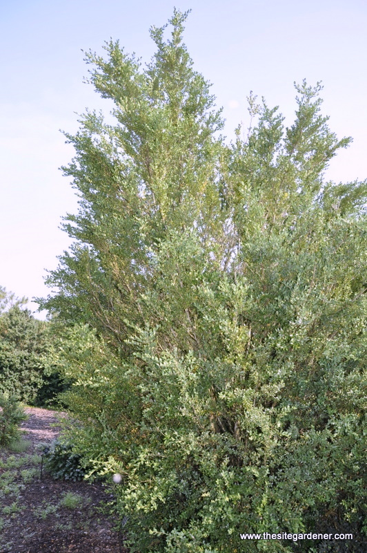 Buxus Sempervirens-krossi Livonia — photo 1