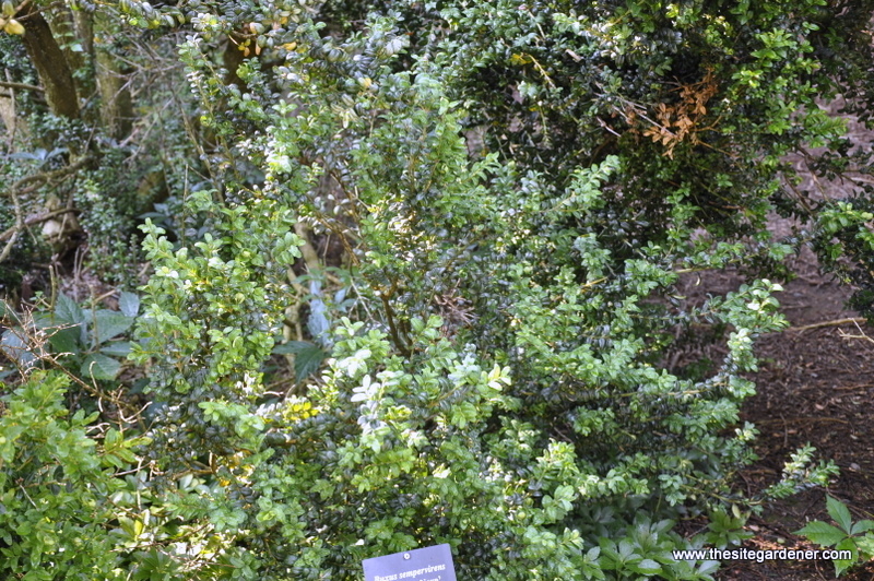 Buxus Sempervirens-latifolia Nova — photo 1