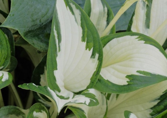 Hosta 'Fire And Ice' — photo 1