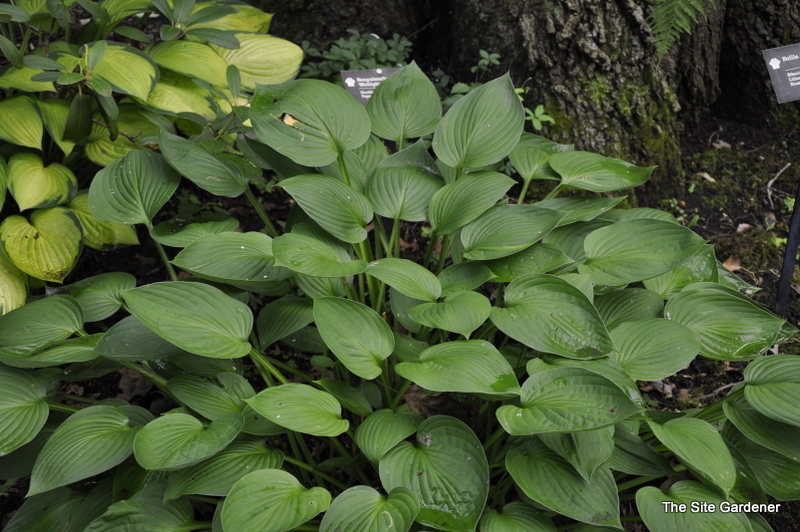 Hosta 'Hyacinthina' — photo 1
