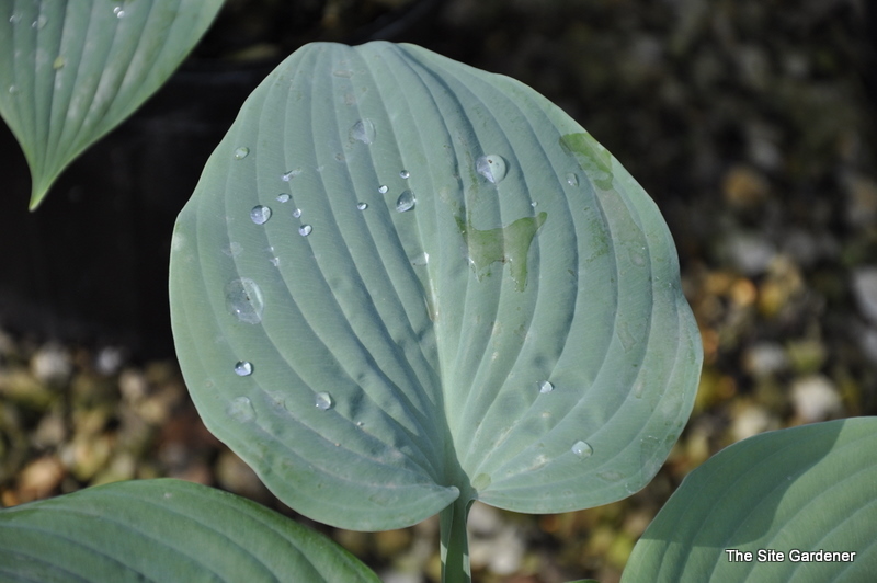 Hosta 'Fragrant Blue' — photo 1